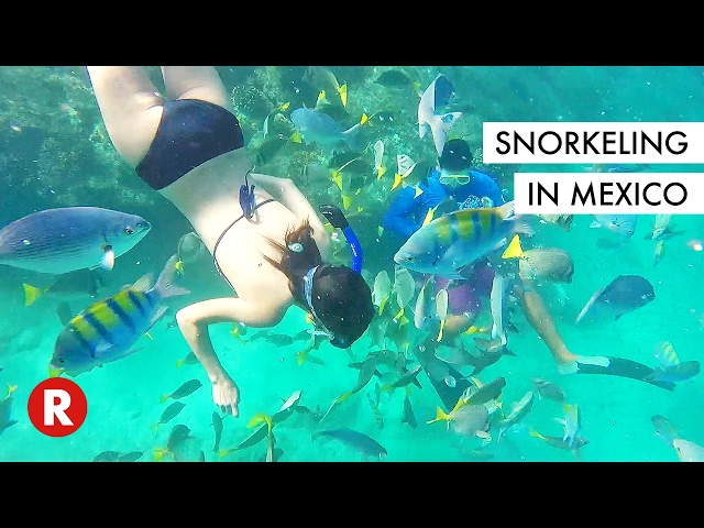 I've Never Seen So Many Fishes In My Life // Snorkeling in Cabo, Mexico
