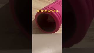 何を考えているのか#kawaii #ハムスター  #かわいい #キンクマ #癒し #pets #pets #ペット #world #follow #動物 #チル #チルアウト #ライフスタイル