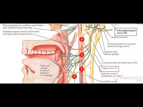 Pharynx palate motor 6