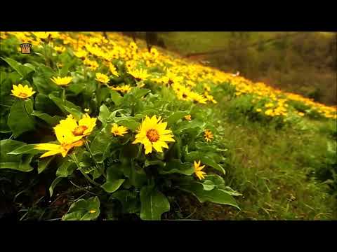 Wonderful Nature (Caval Improvisation  -  Subcarpati De Ce Eu)