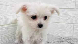 ハーフ犬の動画01