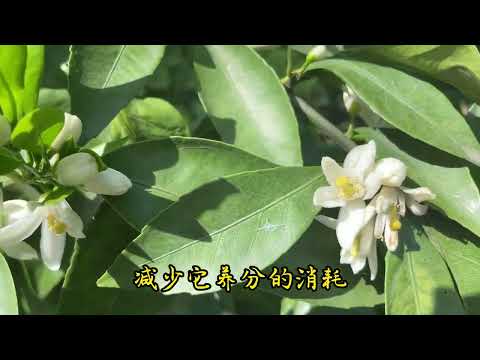 橘子樹開花