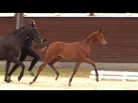 Nr. 24 DREAM BOY HF von D-Power AT - Keerlke