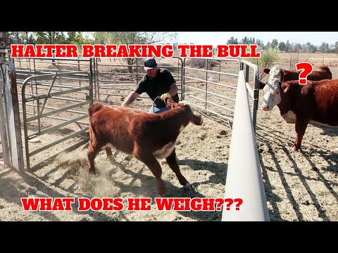 2nd YouTube video about how much does a bull weight