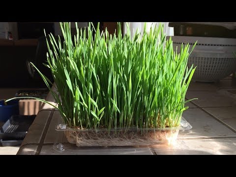 How to Grow WheatGrass Without Soil in 12 Days | Daisy Creek Farms
