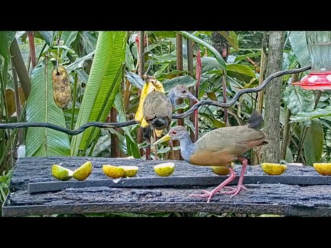 Gray-cowled Wood-Rail Adult And Young Feed Side-By-Side On The Panama Fruit Feeder – Oct. 24, 2021