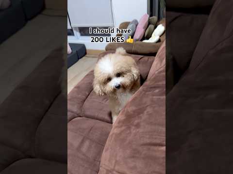 #funny #dogsworld #petsrule #fluffypuppies #cutedog #pets #doggielife #dogshorts #petsempire #pawsn