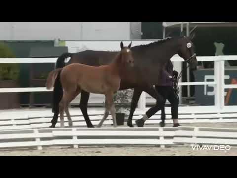 Foal Fohlen Dressage Total Diamond PS x Apache x Negro