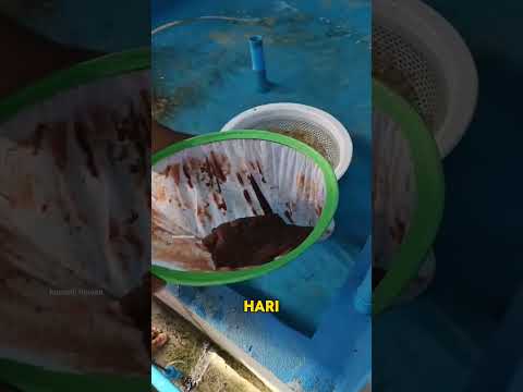 Cara Thailand Memijahkan Ikan Oscar — Simpel, Cepat, Langsung Laris!#shorts