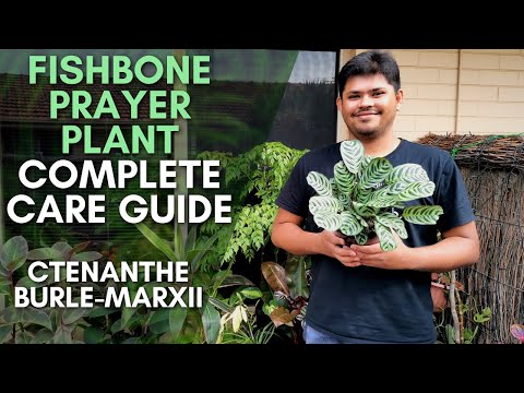 Ctenanthe Burle Marxii Care Tips | Fishbone Prayer Plant Complete Care Guide