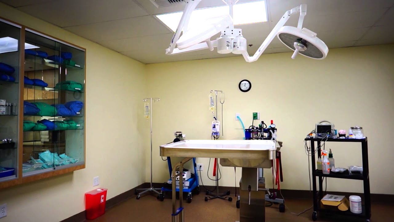 Animal Hospital