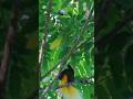 Lesser Bird-of-Paradise: Jewel of Papua’s Forests