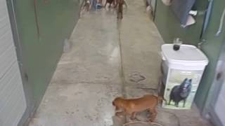 Video T Puppies 2