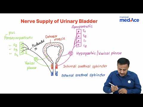 Nerve supply of urinary bladder