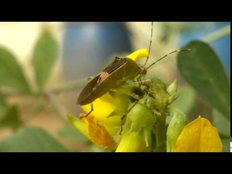 Insectos del Jardin Villarrica Paraguay