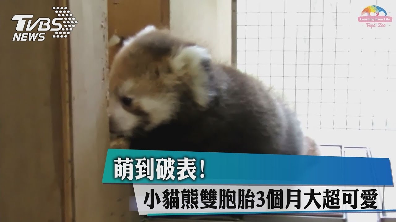 萌到破表! 小貓熊雙胞胎3個月大超可愛
