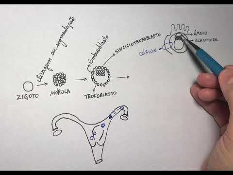 Primeira e segunda semanas do desenvolvimento embrionário