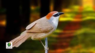 Download lagu Suara burung potro di jamin ampuh mp3 Download lagu Suara burung potro di jamin ampuh mp3