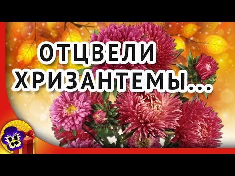 Старинный русский романс 🌼 Отцвели уж давно хризантемы в саду