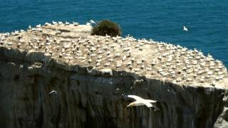 preview picture of video 'Olympus SH-50 with Muriwai Beach Gannets'