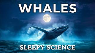 The Most Relaxing Facts About Whales to Fall Asleep To — No Adverts MQDEFAULT Thumbnail