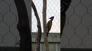 Download lagu Beternak burung Pelatuk bawang di Aviary mp3 Download lagu Beternak burung Pelatuk bawang di Aviary mp3