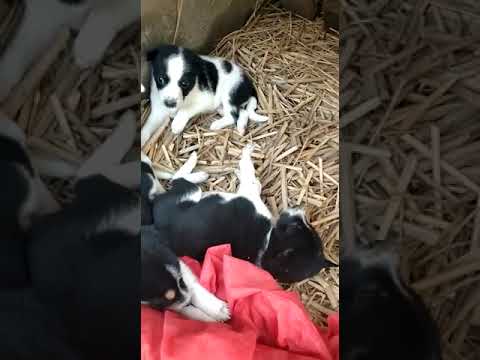 Adorable Puppies #viral #dog #puppies #puppy #puppylove #doglover