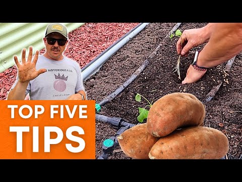 , title : '5 EASY TIPS TO GROW MORE SWEET POTATOES!'