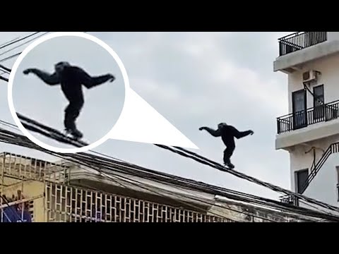 Jack Sparrow Pirate Gibbon Walks Along Power Lines