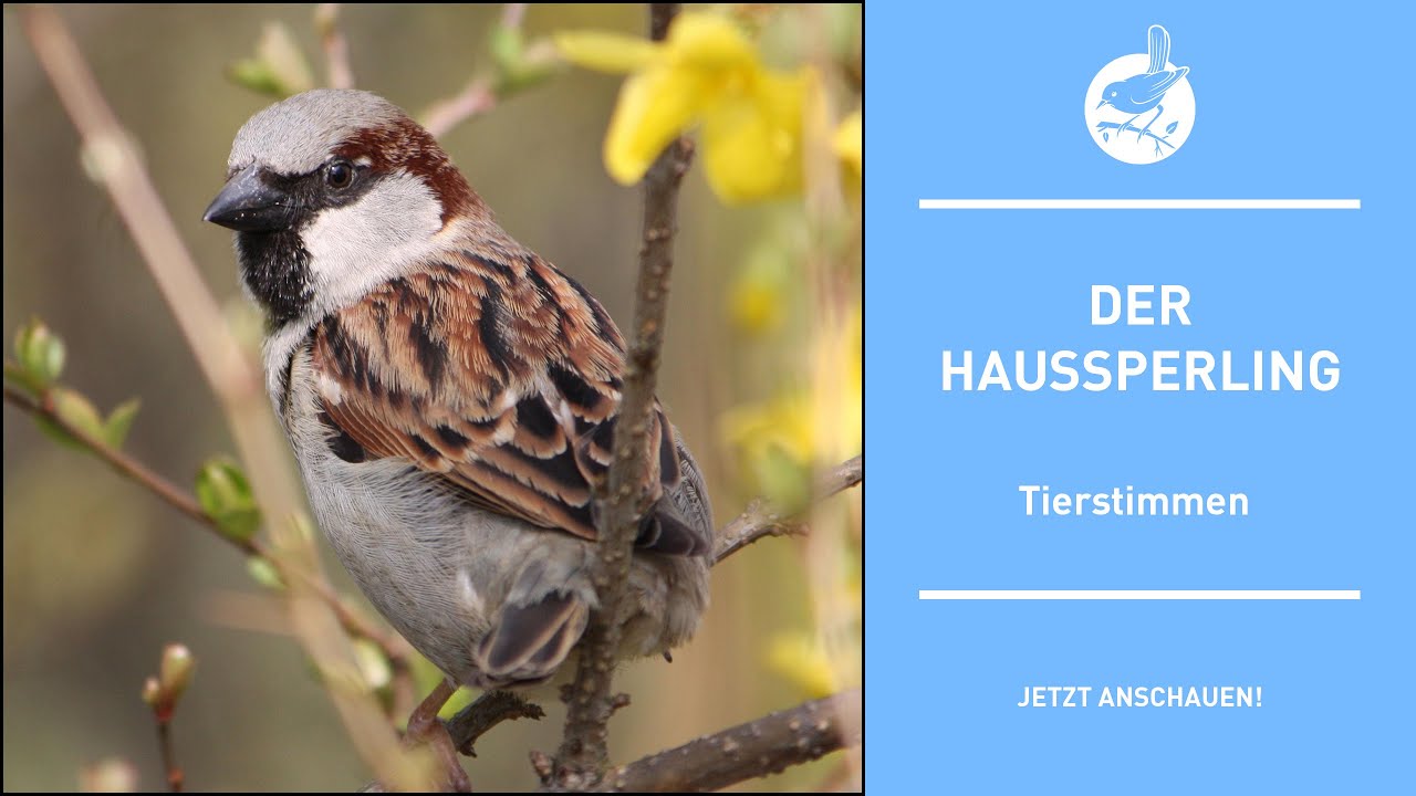 Vogelstimmen: Der Haussperling - House sparrow - Passer domesticus (4k)