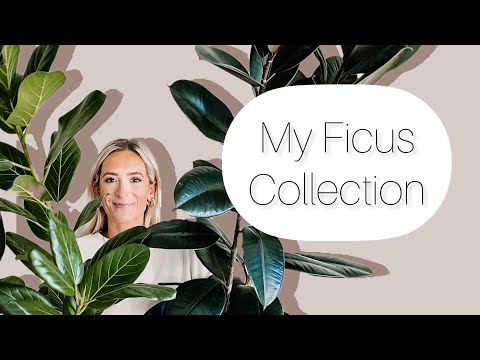 My Ficus collection!⭐️10 varieties!⭐️