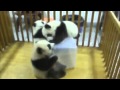 панды малыши. Funny animals, pandas 