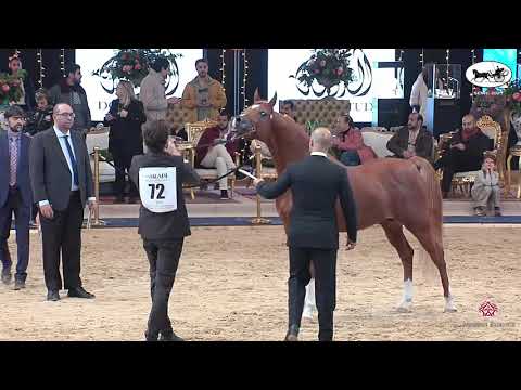 N 72 JULIUS DI MAR   Straight Egyptian World Championship 2021   Stallions 4+ Years Old Class 6B