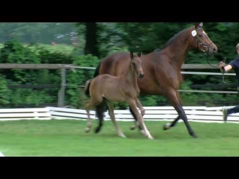 Hf v Foundation x San Amour x Caprimond Tr 2017