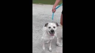 Video preview image #1 Mutt Puppy For Sale in Shelburne, VT, USA