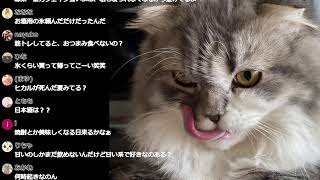 寝る前の1時間１本勝負配信