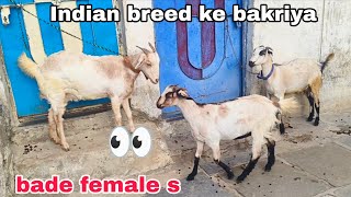 Home-raised Desi goats available at D D D Goat Farm in Hyderabad