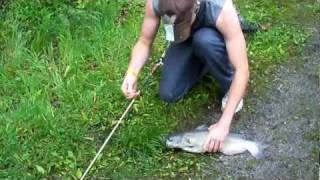 preview picture of video 'Nice Channel Catfish'