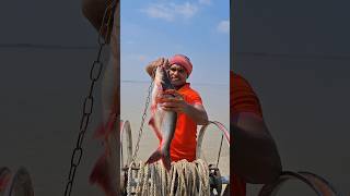 Hunting Monster Catfish Catching Involves #fishing #bait