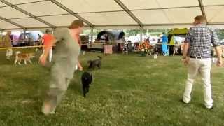 KV ML Boleslav Australská Kelpie 2015