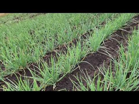 bioestimulación en cultivo de cebolla larga, Vereda Mueses municipio de Potosí Nariño