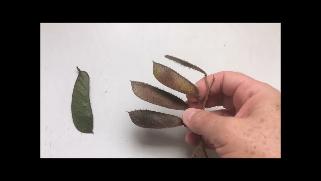 Pau-brasil: o verdadeiro e os falsos