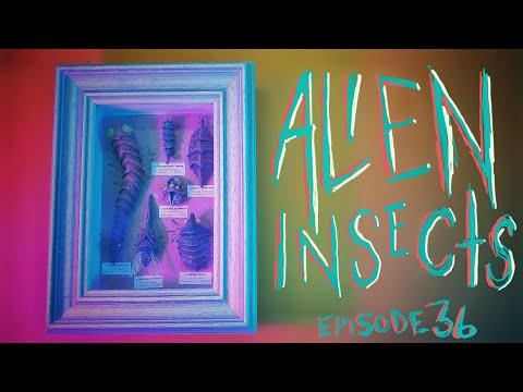 How To Make An ALIEN INSECT Frame