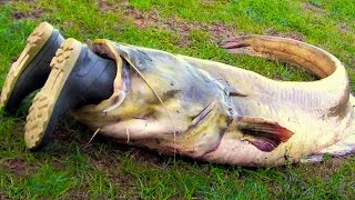 Сколько лет живут рыба сом