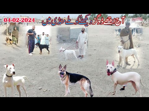 04 02 2024 video part 01 | etwar mandi 2024 |  dogs market | Mubashir info