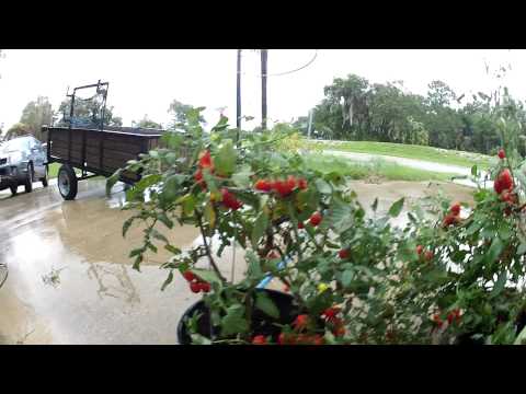 2012-06-24 - Roots growing from the stalk! Amazing!