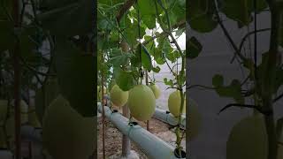 Download lagu Persiapan panen melon golden alisha di dalam greenhouse sistem NFT #greenhouse#hidroponik#melon#nft mp3 Download lagu Persiapan panen melon golden alisha di dalam greenhouse sistem NFT #greenhouse#hidroponik#melon#nft mp3