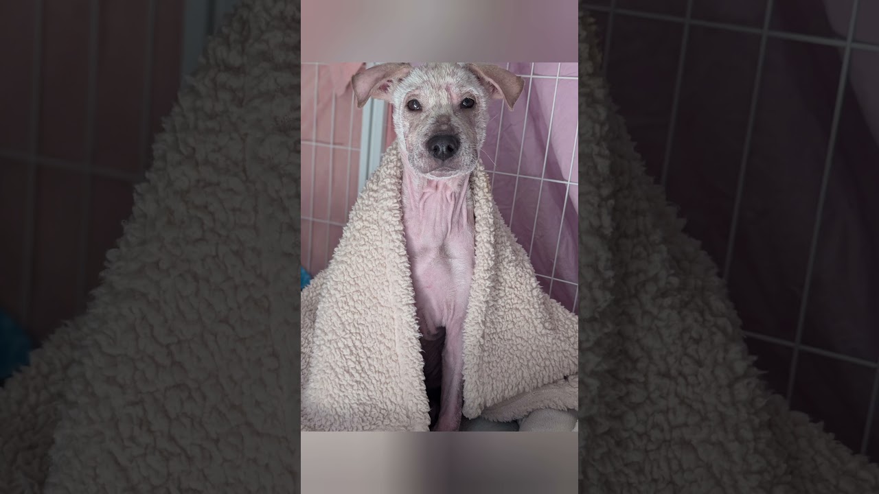 Gemma, a Adoptable Mixed Breed in Fredericksburg, VA video 5/5
