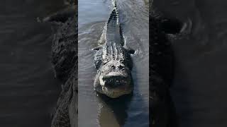 Download lagu Suara Buaya #crocodile #water #viral #air #crocodiles #buaya #buayamuara #sound mp3 Download lagu Suara Buaya #crocodile #water #viral #air #crocodiles #buaya #buayamuara #sound mp3