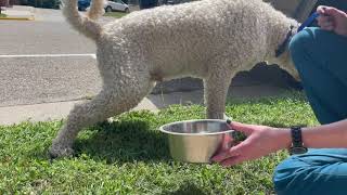 How To Collect A Sample: Urine Sample - Dogs
